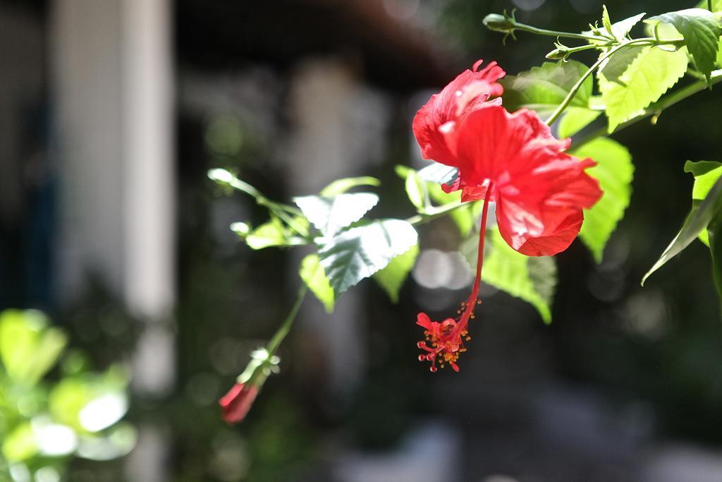 Encanto Das Flores Praia de Pipa エクステリア 写真
