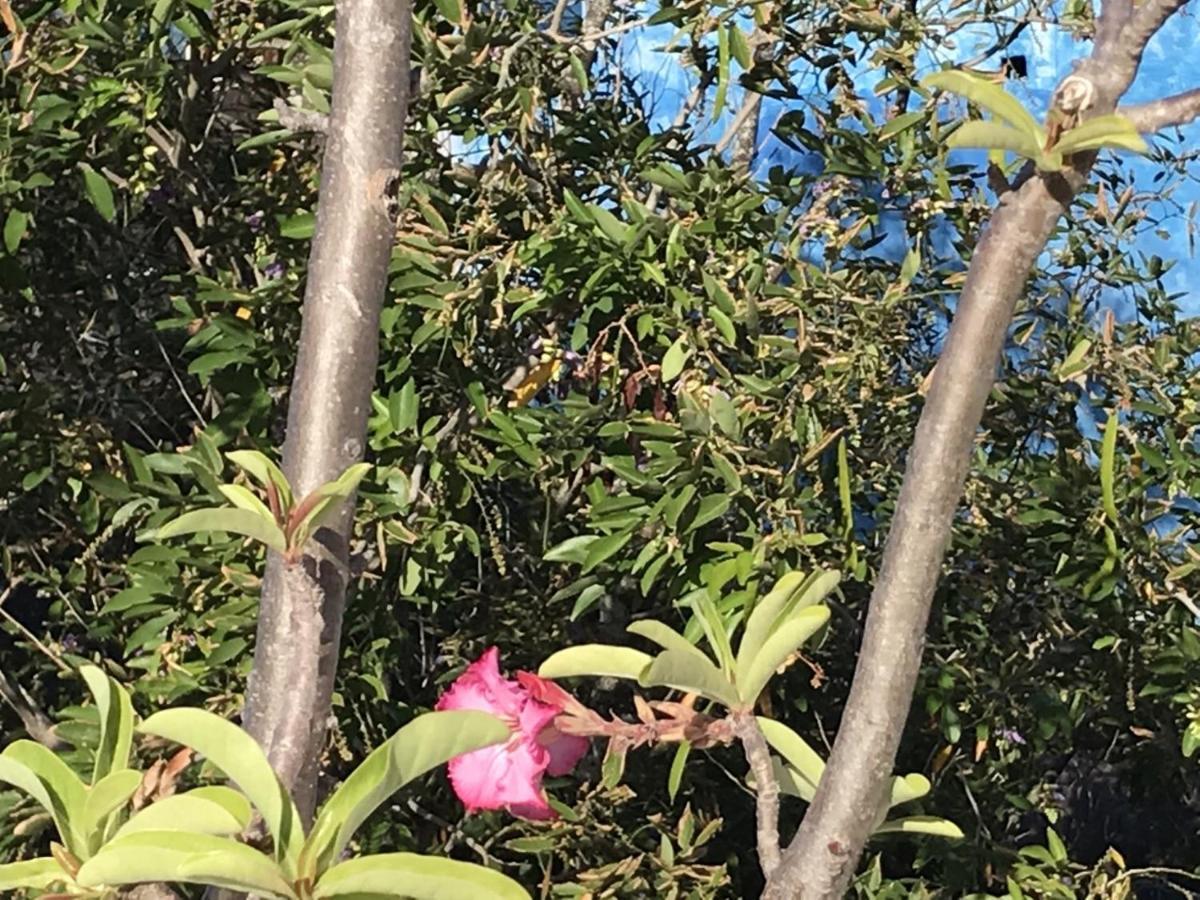 Encanto Das Flores Praia de Pipa エクステリア 写真