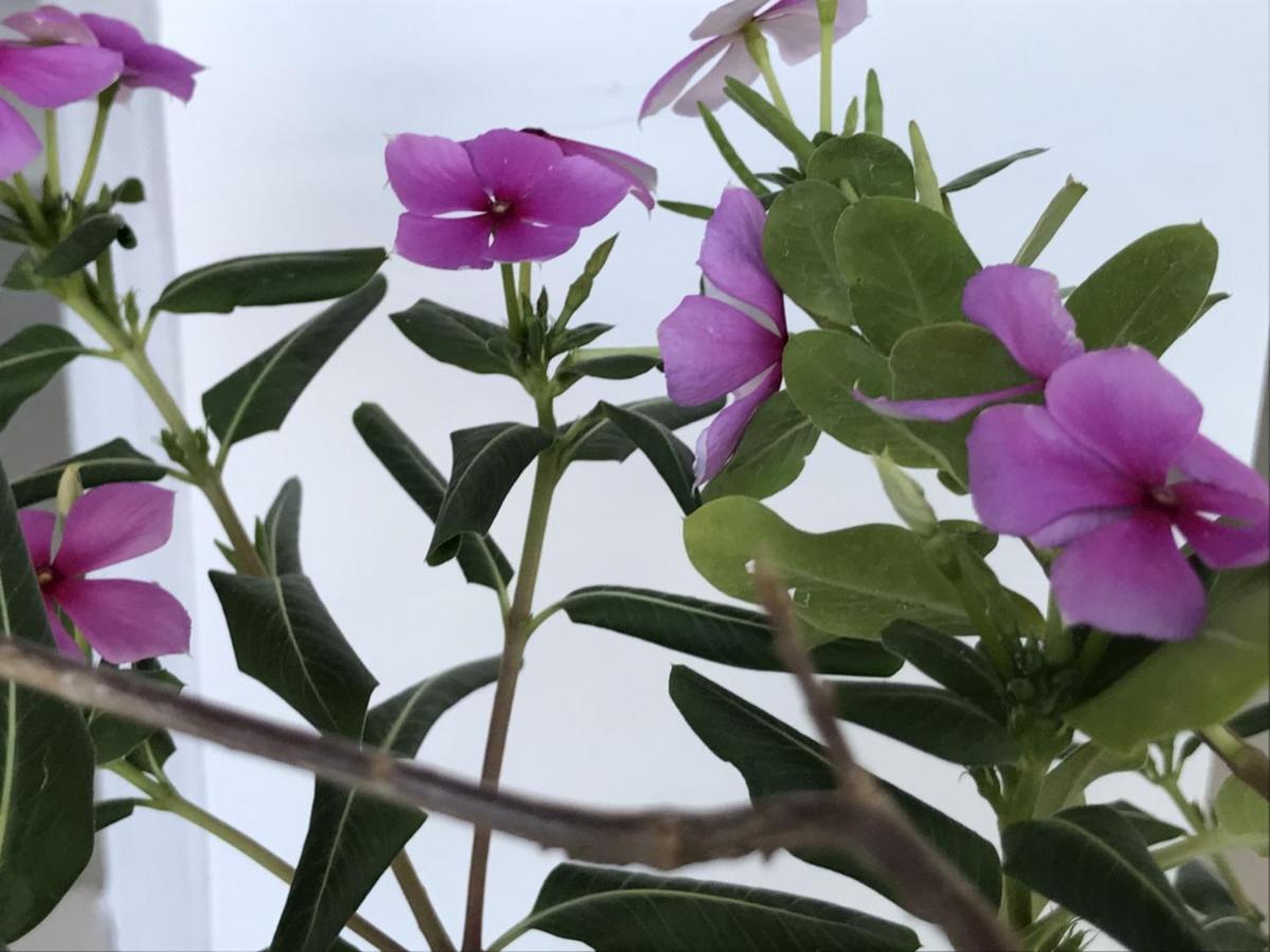 Encanto Das Flores Praia de Pipa エクステリア 写真